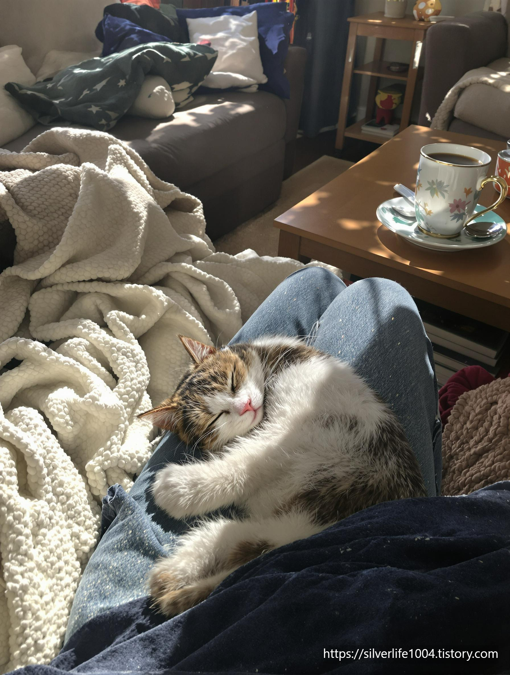 고양이 처음 키우는 집사를 위한 필수 준비물 리스트