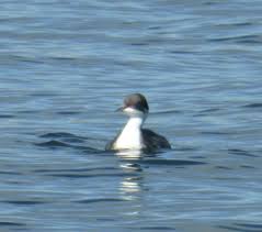 후닌 논병아리는 왜 보호가 어려울까?
