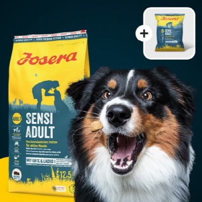 2026 대구 펫페어