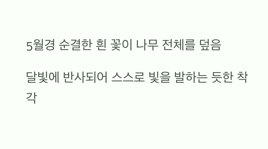 어둠을 밝히는 순백의 꽃