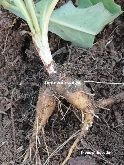 고들빼기 효능 혈당 조절 이눌린