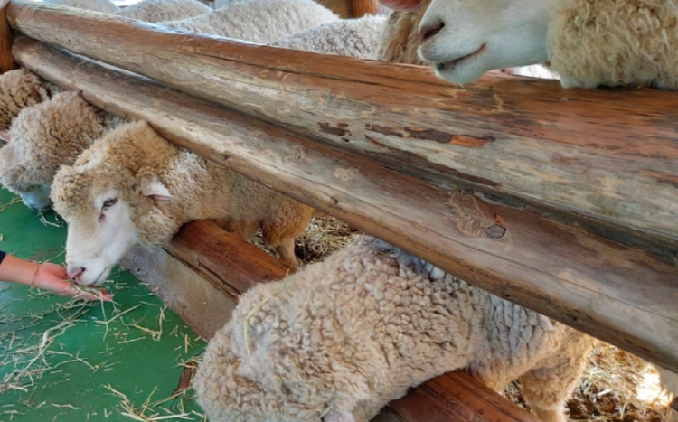 대관령 양떼목장