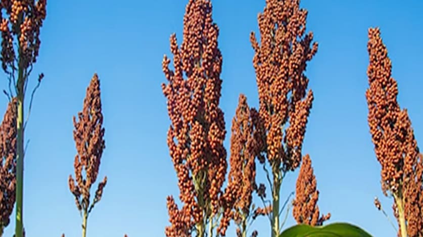 수수 효능의 수수