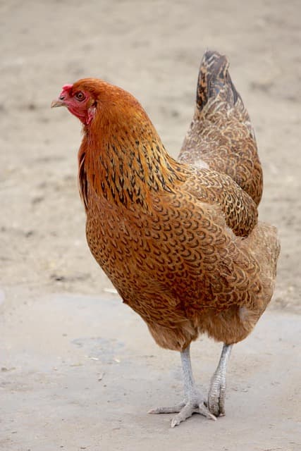 닭은 모래를 왜 먹을까? 닭의 소화기관 완전 이해하기