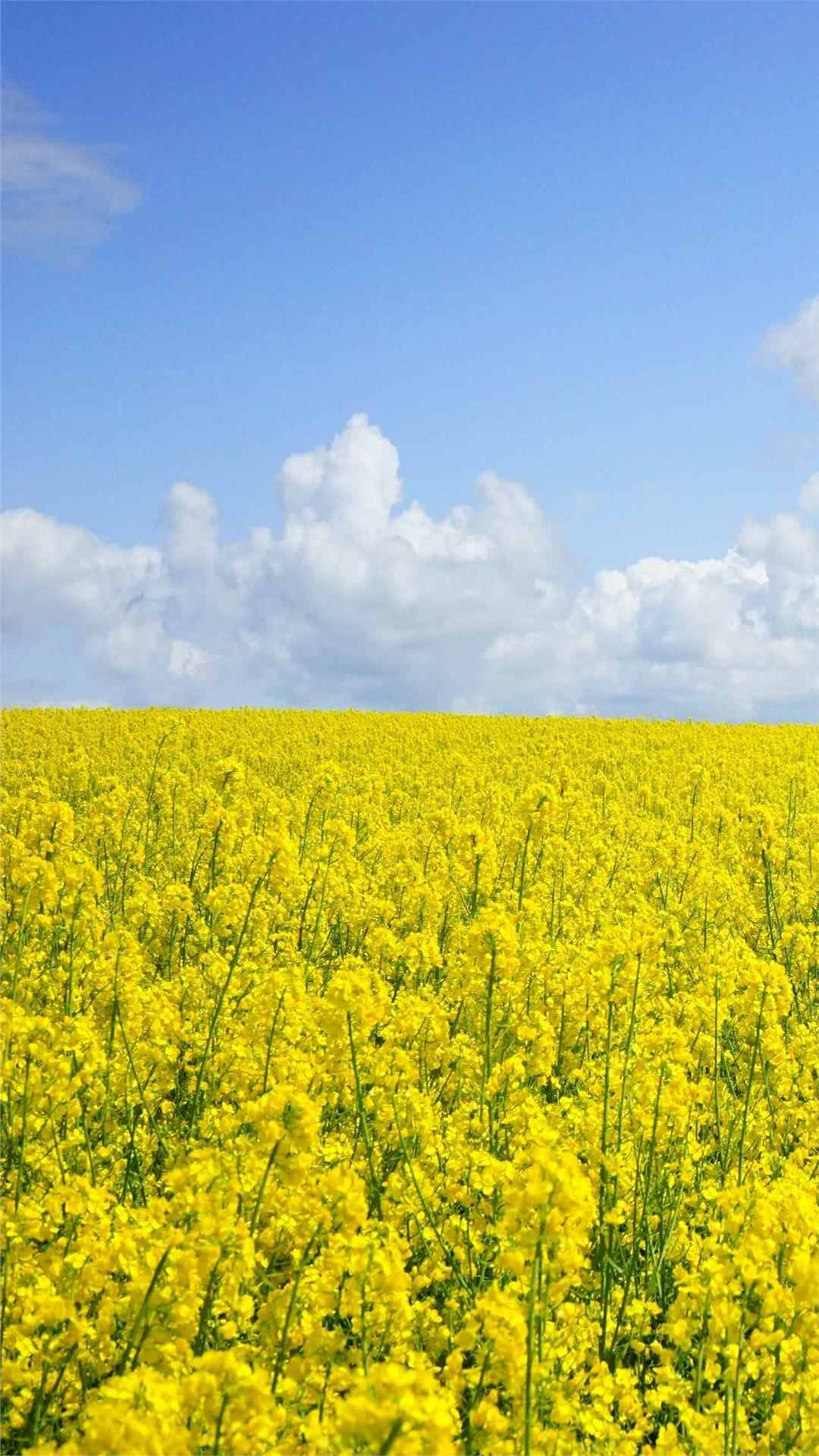 Flower wallpaper
