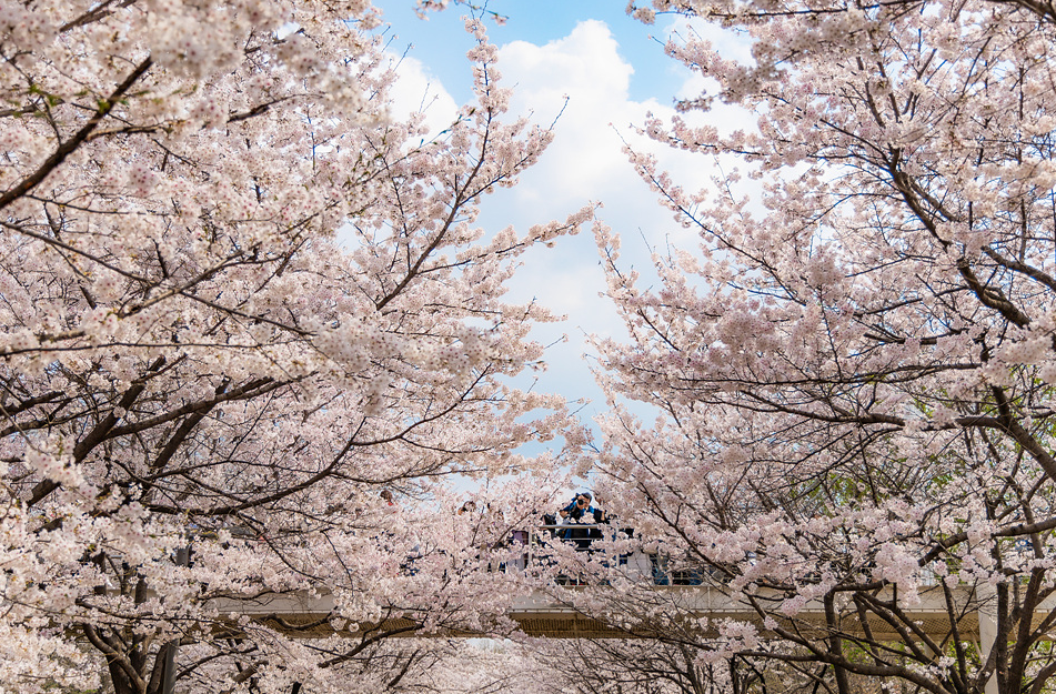 서울숲 벚꽃