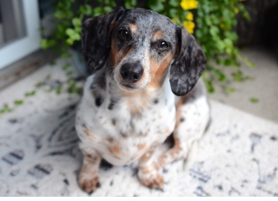 2026년 병오년 개띠 신년운세 총정리|무료로 보는 정확한 운세