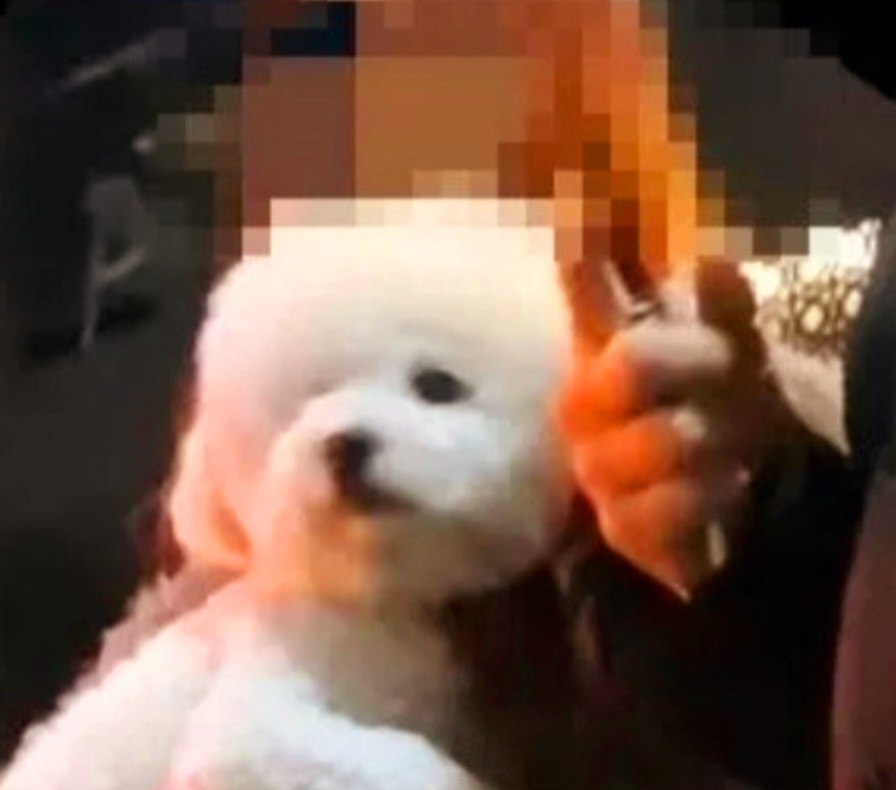 DJ예송은 벤츠녀&amp;#44; SNS비공개 전환&amp;#44; 비숑