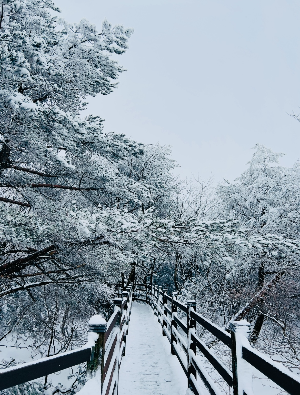 제주-한라-눈-꽃-버스-운행-정보