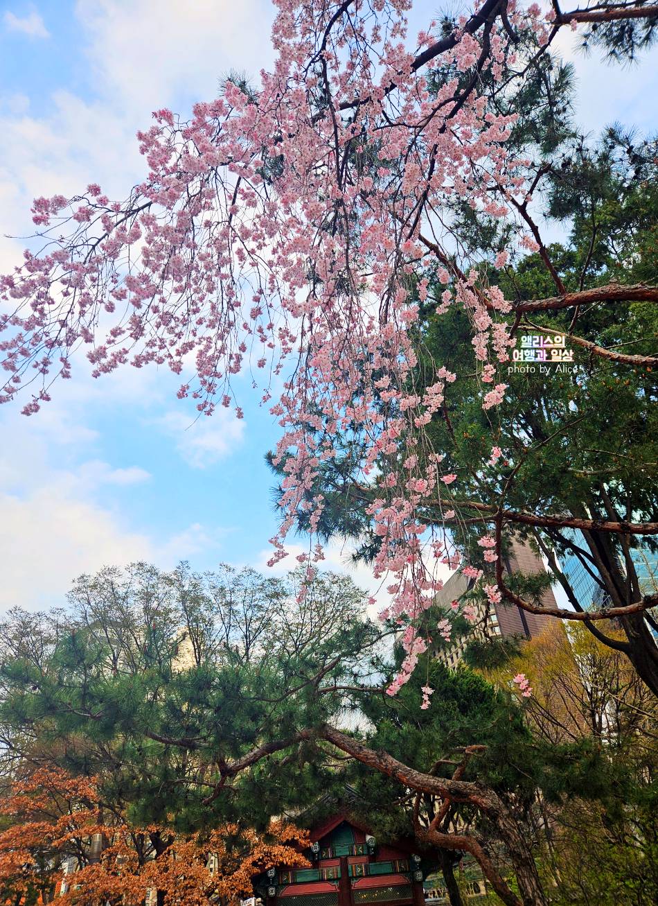 서울 벚꽃 명소 나들이 추천 경복궁, 덕수궁 4월 개화 상황 서울 가볼만한곳