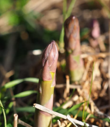 아스파라거스 효능 사랑받는 6가지 고르는법 부작용