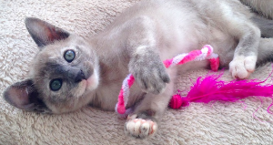 장난감을 가지고 노는 고양이