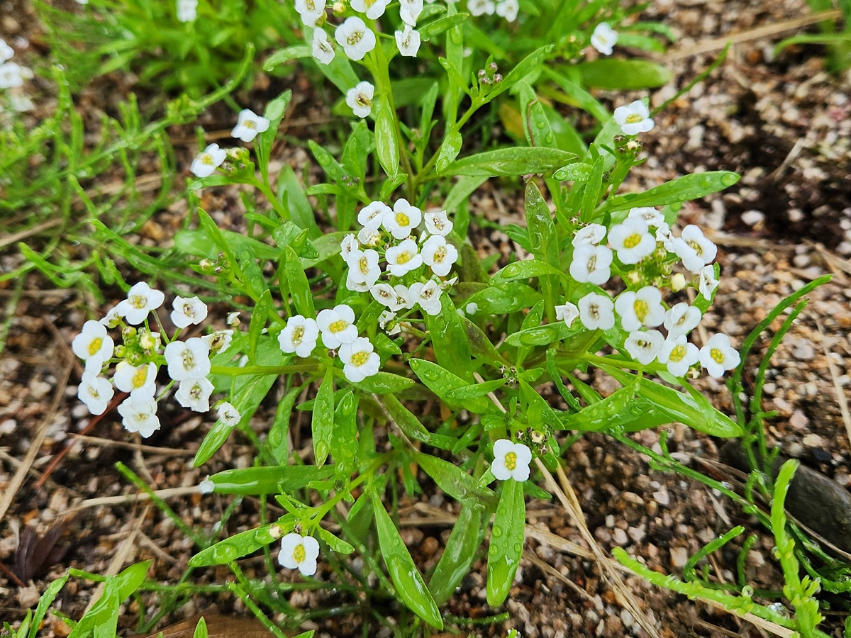알리섬 Alyssum