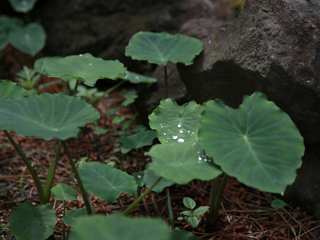 나뭇잎에 맺힌 물방울 저작권없는 고화질 무료이미지 다운로드