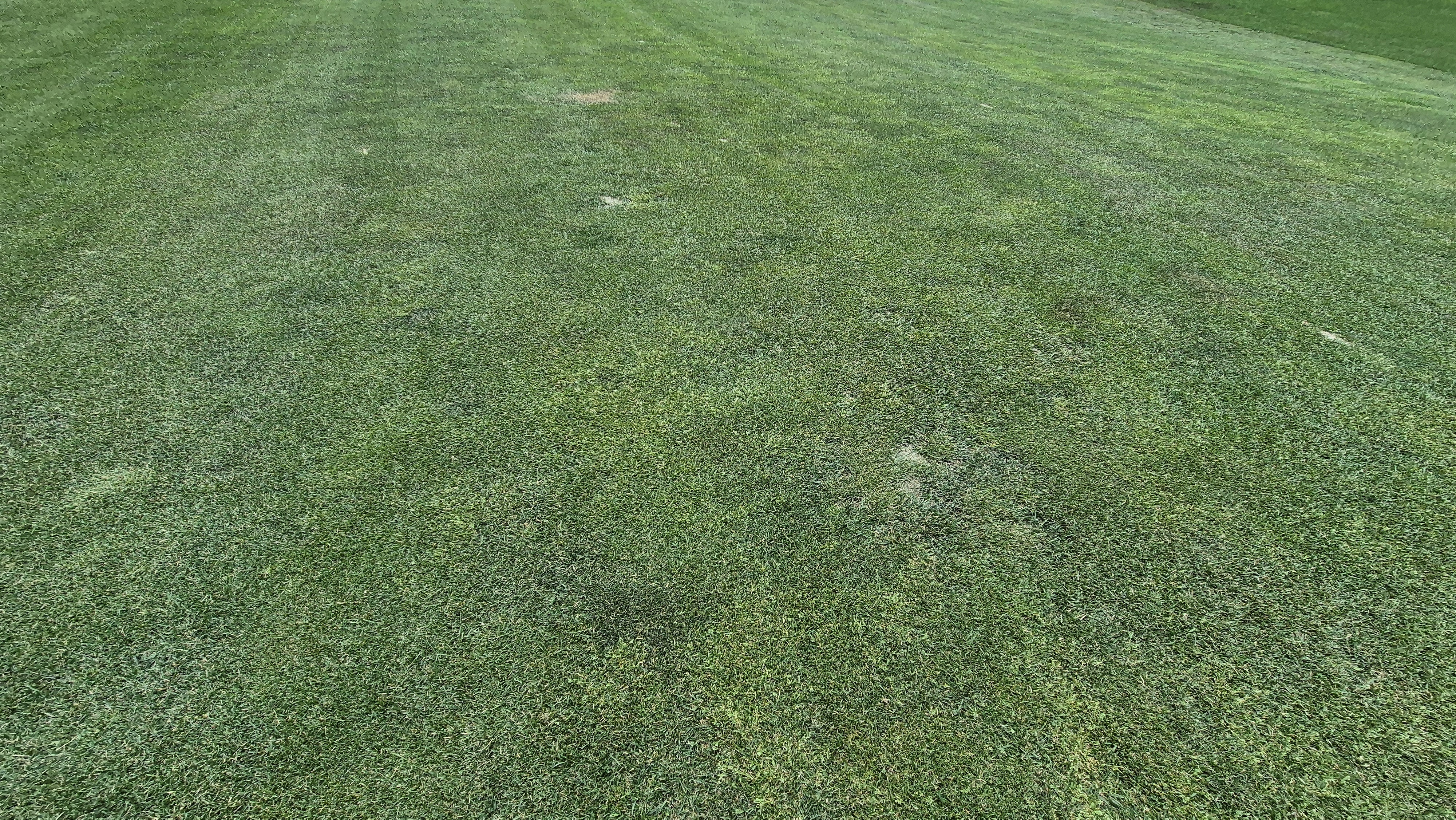 파인리즈cc 라운드 후기