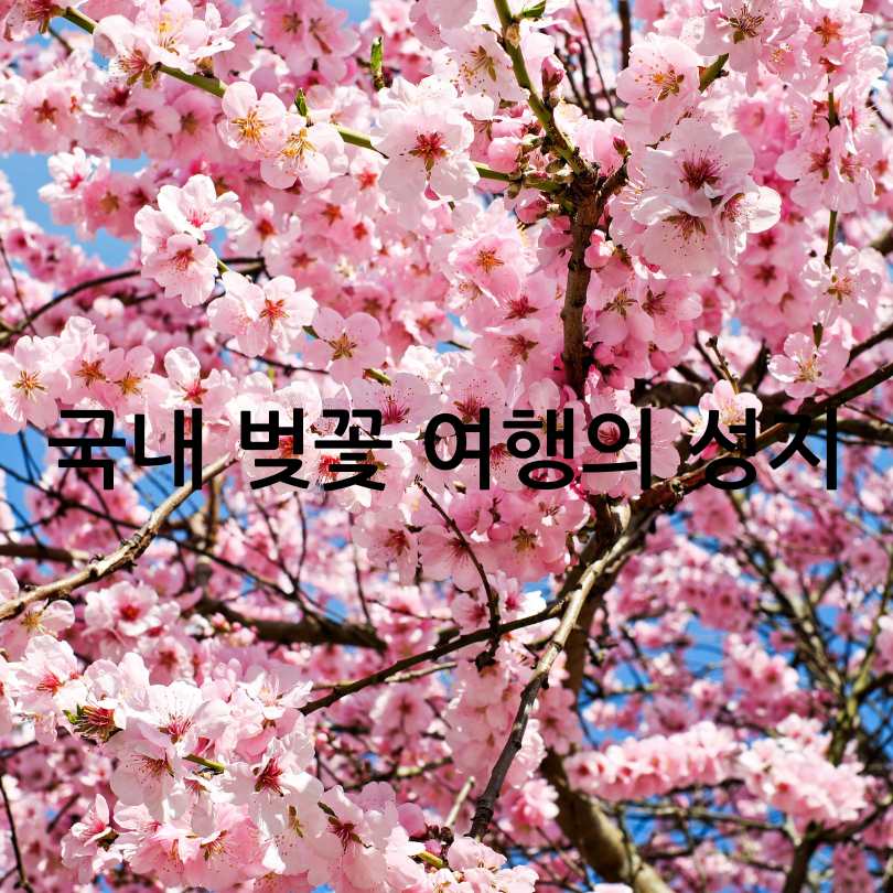 우리나라 3대 벚꽃길 총정리