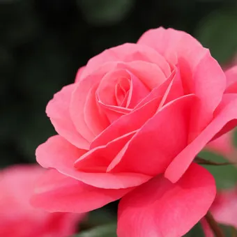 장미 삽목시기 삽목 방법 줄장미 넝쿨장미 색깔별 장미_4