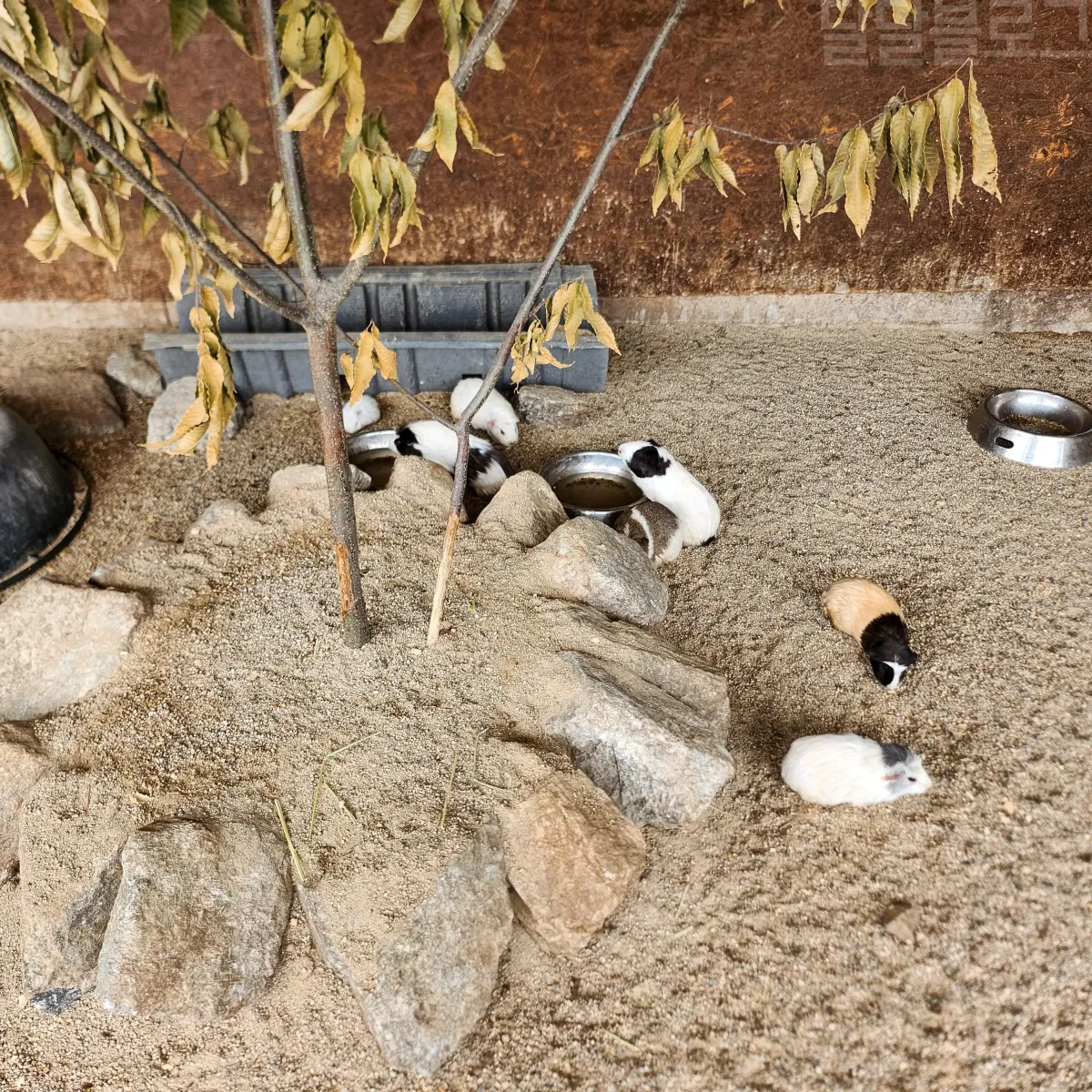 가평-양떼목장-기니피그