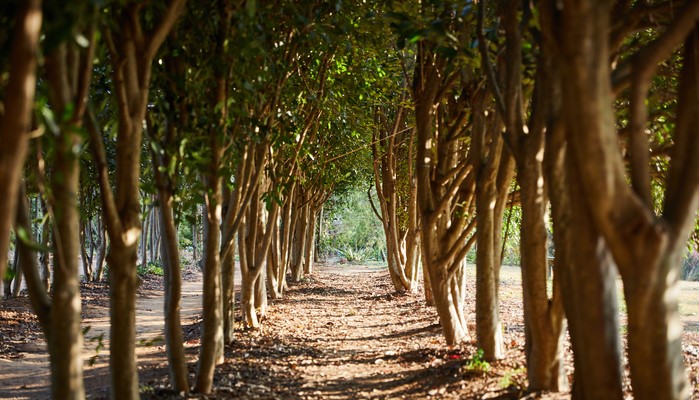 태안 솔향기길 수목원 관람 가이드 ❘ 이용 정보·관람 시간·방문 전 주의사항 총정리