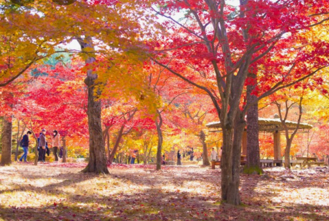 가을에 꼭 가야하는 단풍이 유명한곳 BEST 5곳