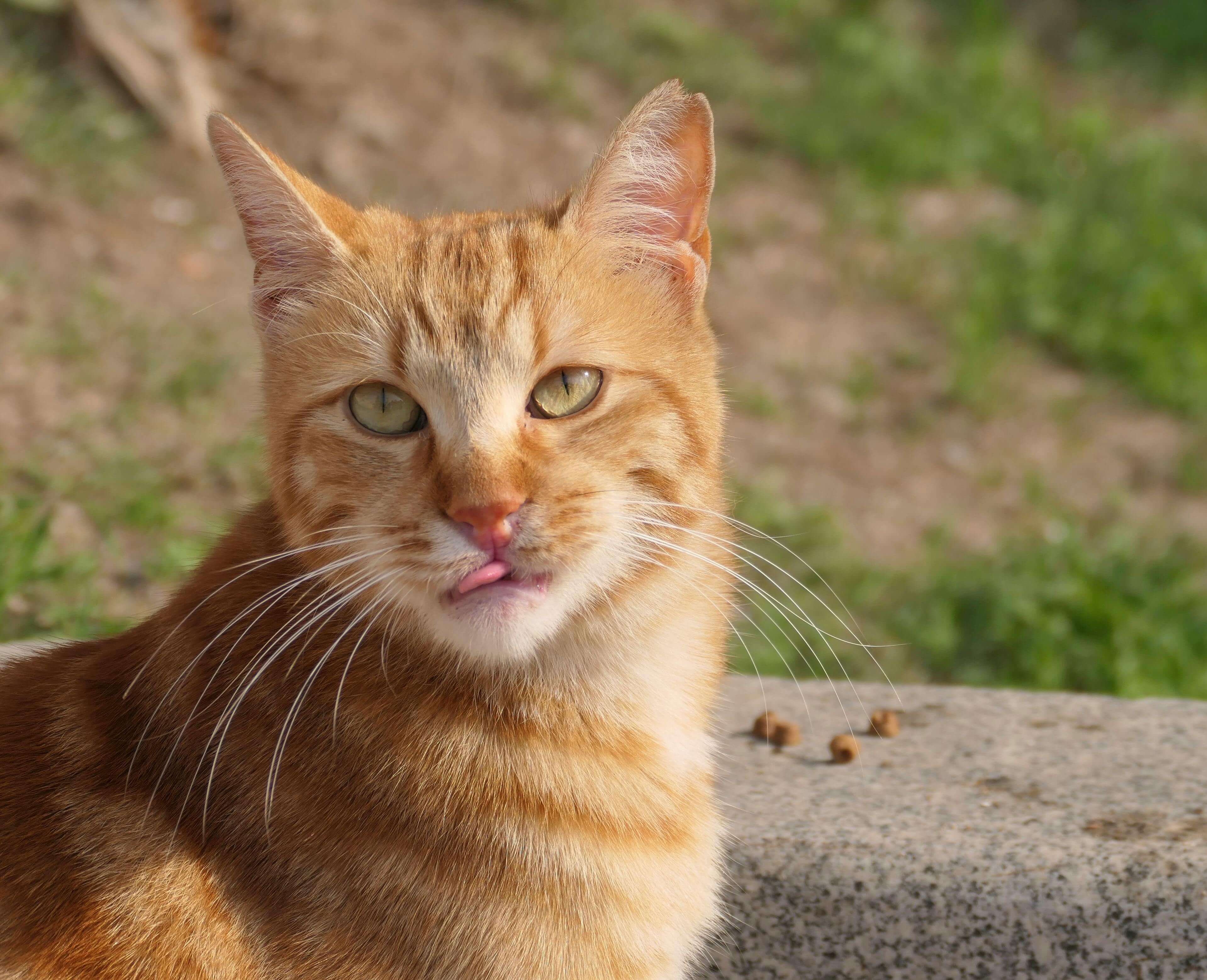 예방접종·중성화·건강검진 비용 총정리|2025 반려동물 필수 의료비 가이드