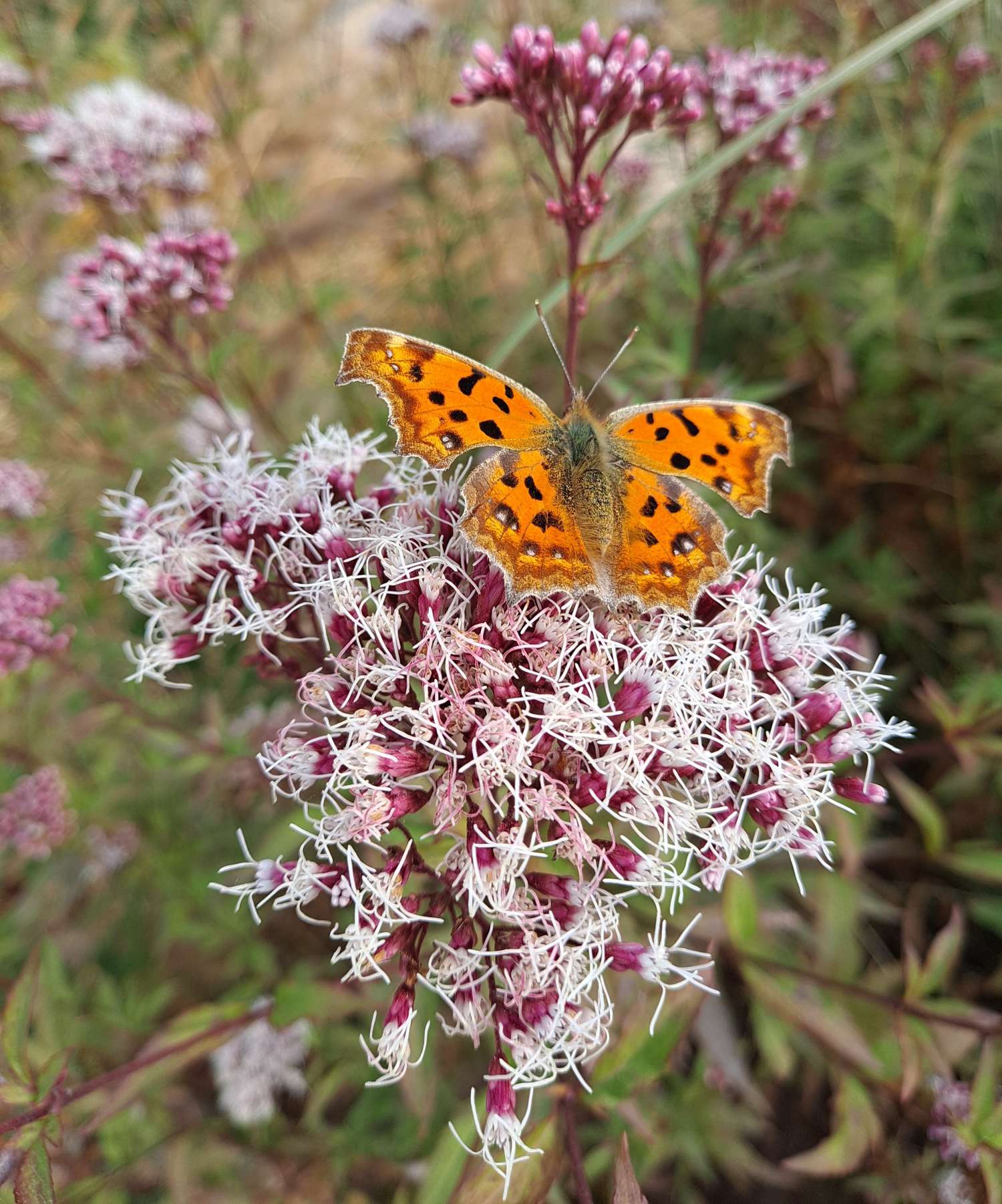 꽃잎 위 노랑나비