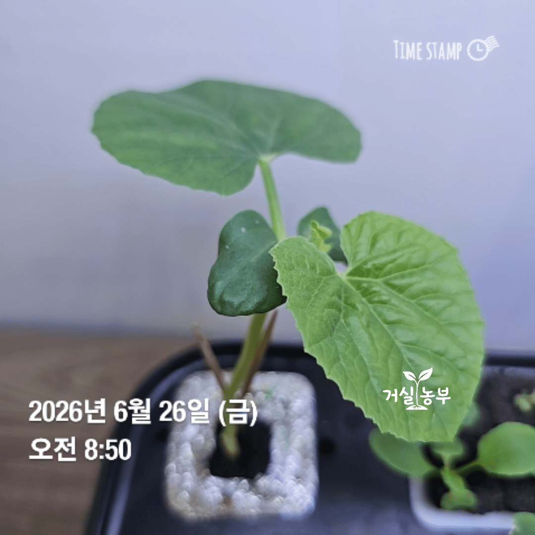 발아 직후 LED 아래 수경재배기에서 자란 허니듀 모종