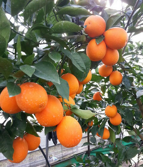 레드향은 일본에서 개발된 고당도 만감류 감귤 품종