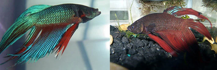 베타의 색깔 변화