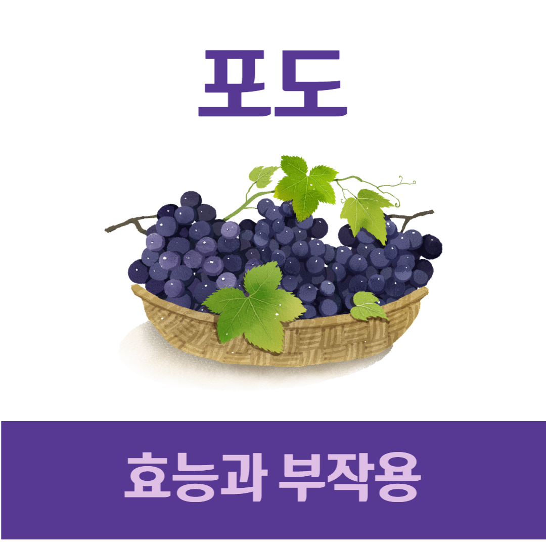 포도 효능 부작용 grape