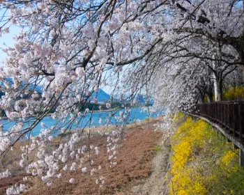 벚꽃 개화시기_9