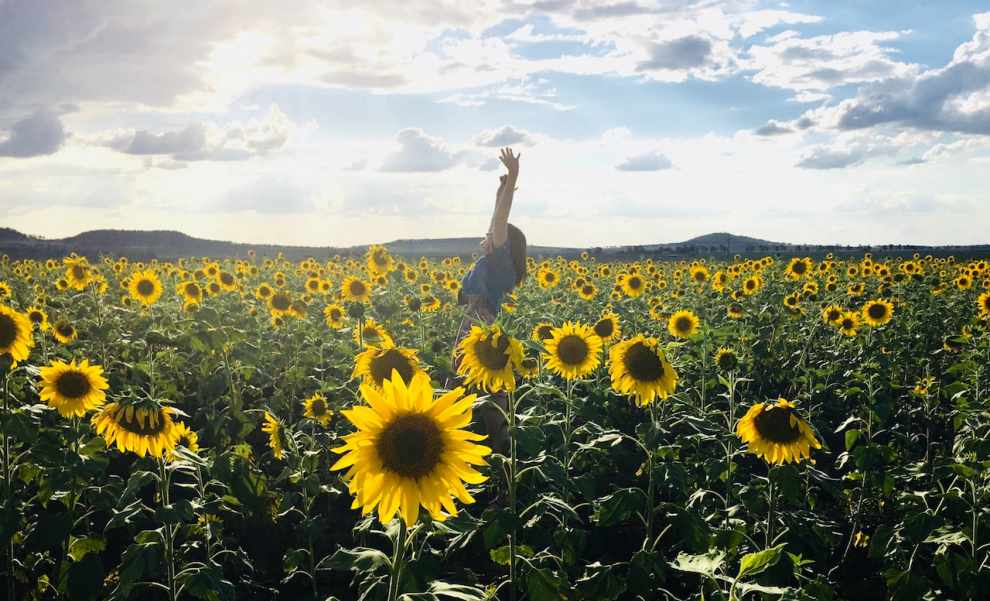 파주 해바라기 축제