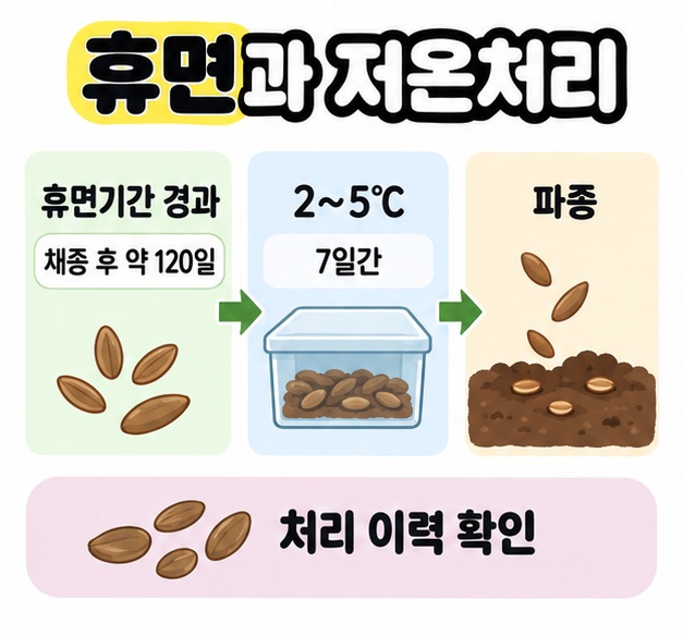채종 후 약 120일의 휴면기간 경과, 2~5℃에서 7일간 저온처리, 파종을 화살표로 연결하고 처리 이력 확인을 표시한 이미지