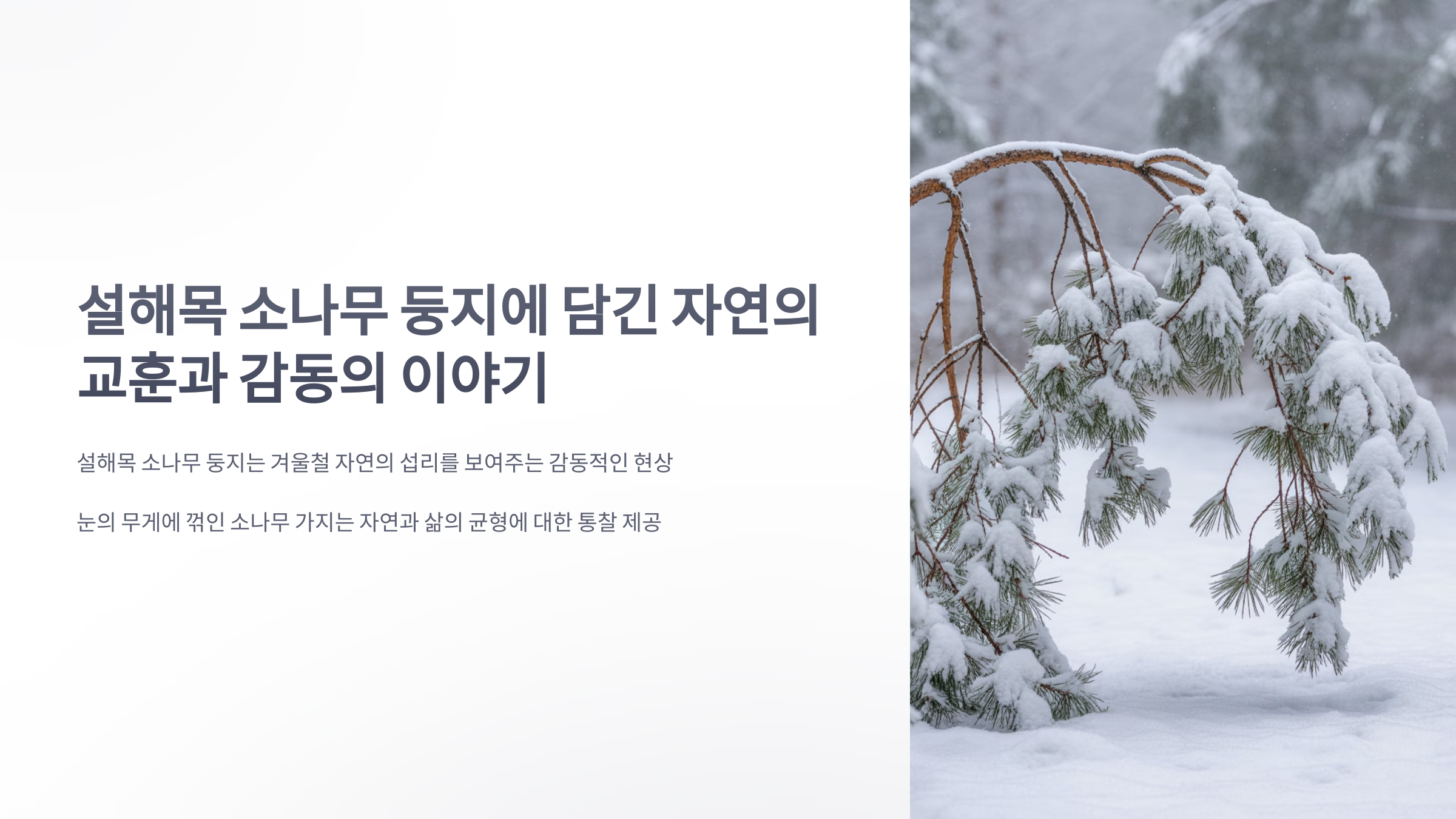 참조-설해목-소나무-둥지-1