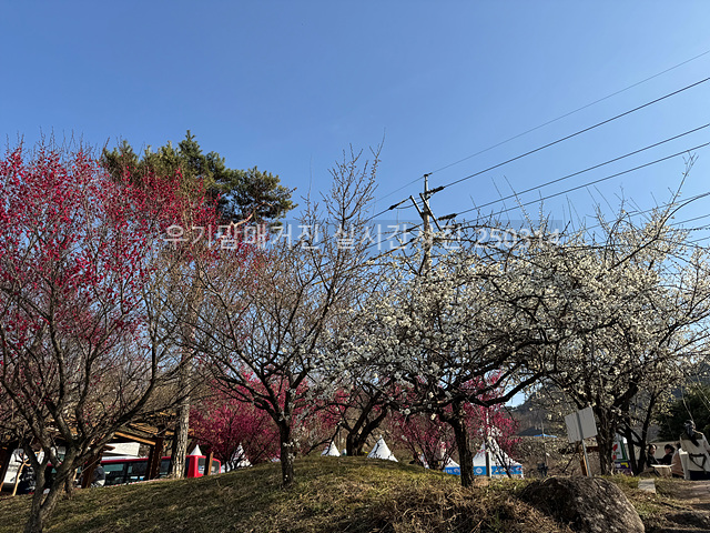 2025 광양매화축제 일정 실시간 개화 주차장