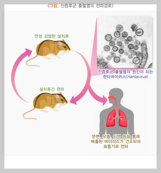 한타바이러스 전염 경로