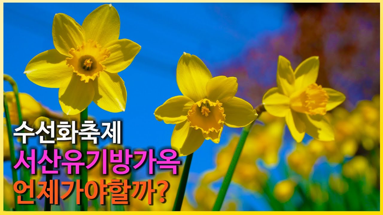 봄 축제 가볼만한곳: 서산유기방가옥 수선화 축제