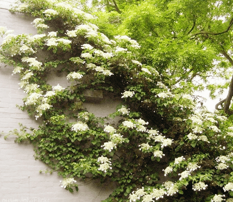 등수국 개화시기 꽃말 물주기 키우는법 알아보기