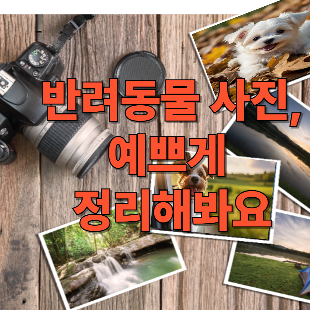 반려동물 사진, 예쁘게 정리해봐요 🐕📸