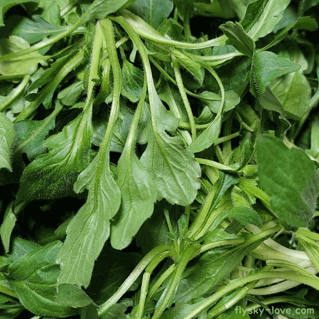 망초대나물 효능