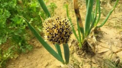 대파-씨앗-종자-채종