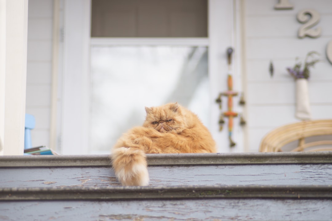Pet door.