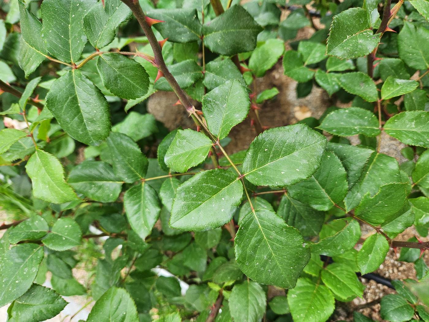 장미 퀸엘리자베스 Queen Elizabeth