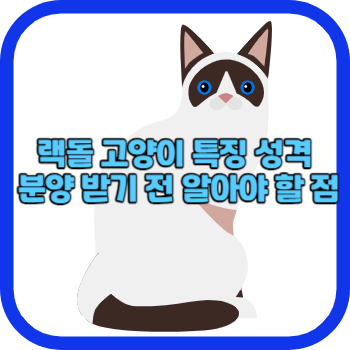 랙돌 고양이 특징 성격 분양 받기 전 알아야 할 점