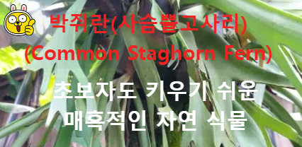 박쥐란 사슴뿔고사리(Common Staghorn Fern)의 매력