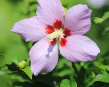 천리포수목원 무궁화 축제