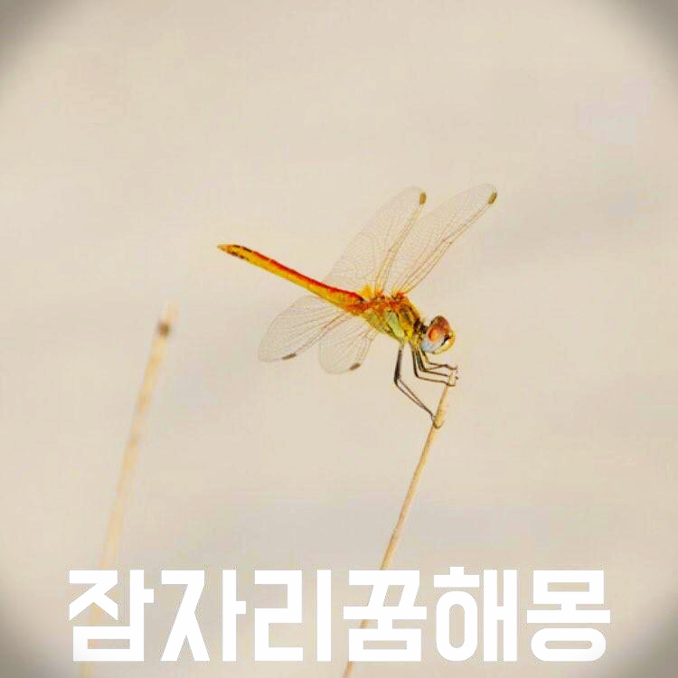 잠자리 꿈