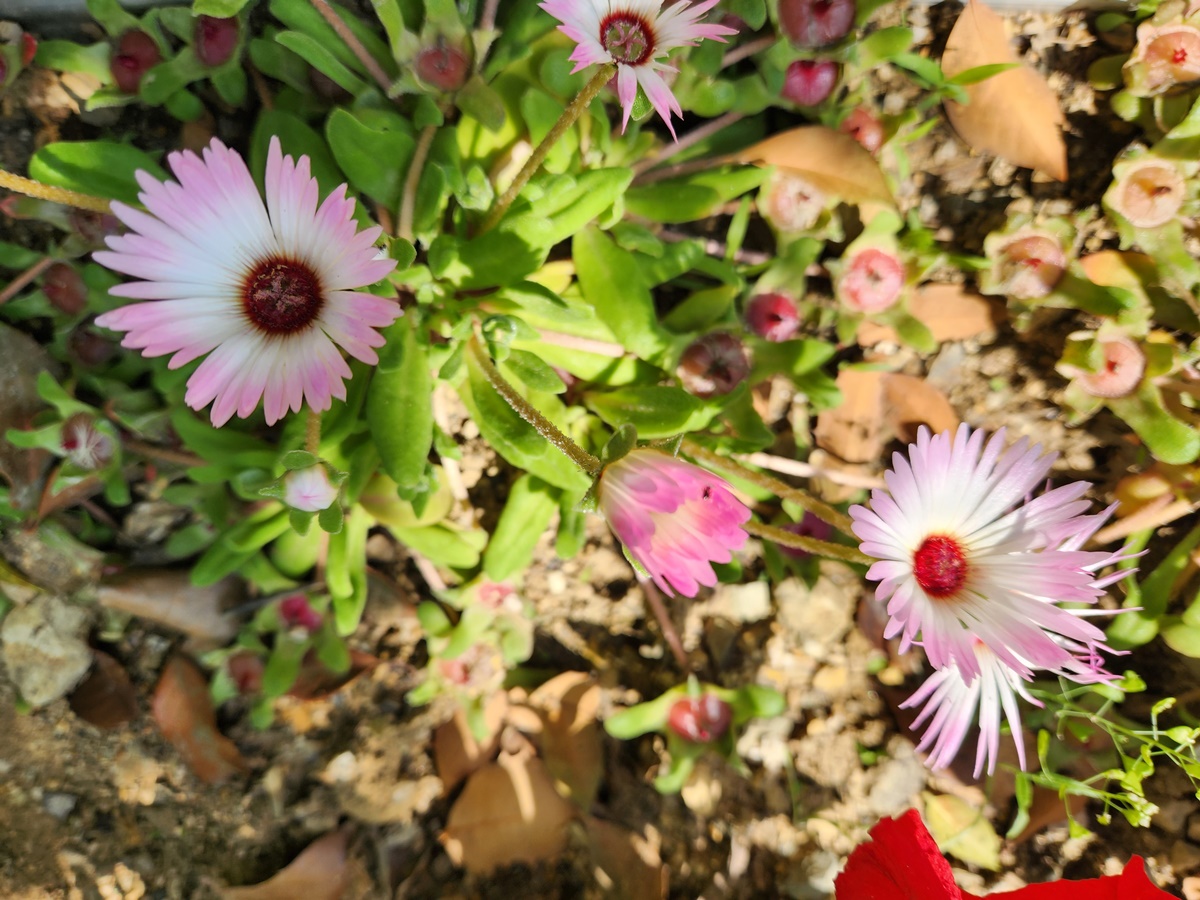 리빙스턴데이지 Livingstone Daisy