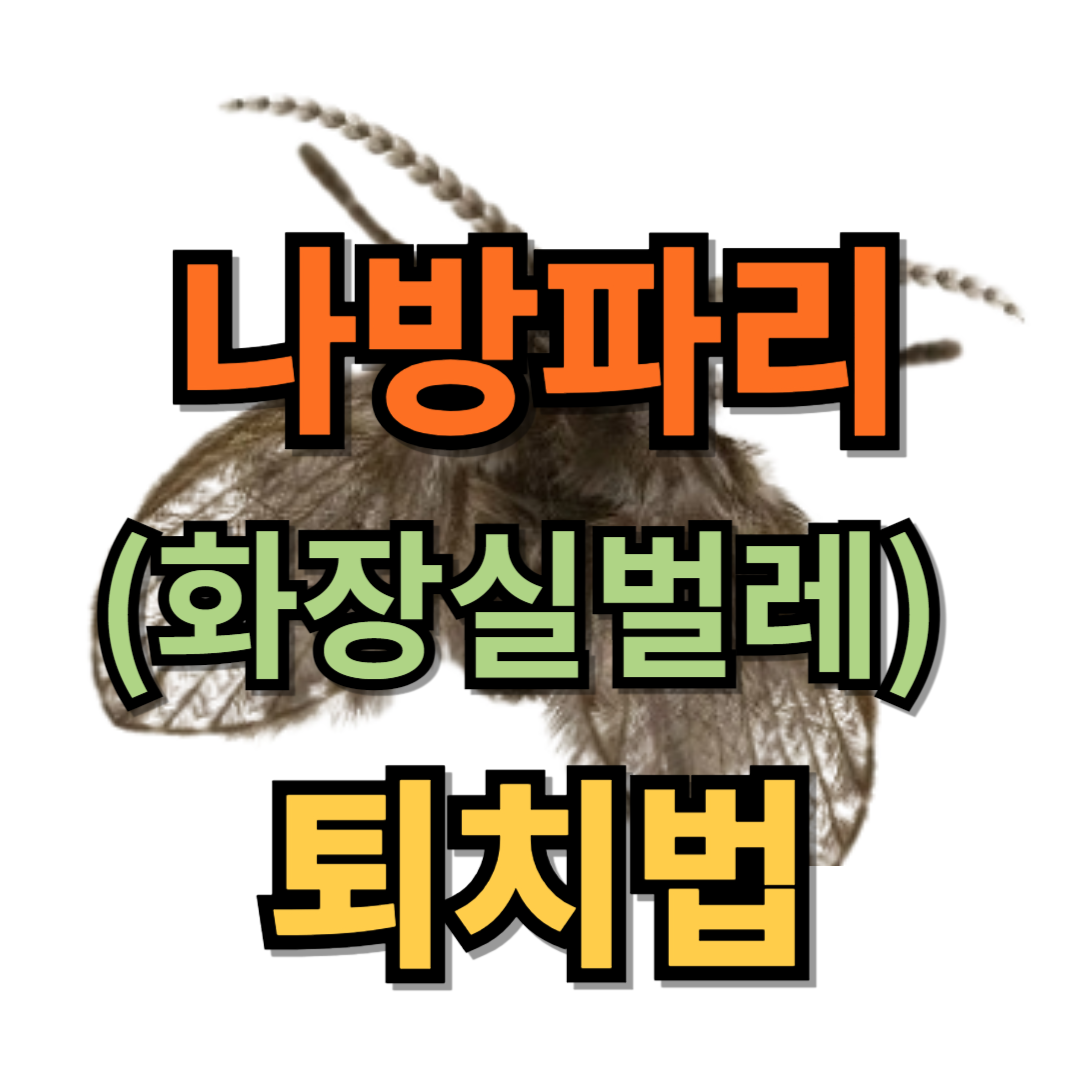 나방파리 퇴치법