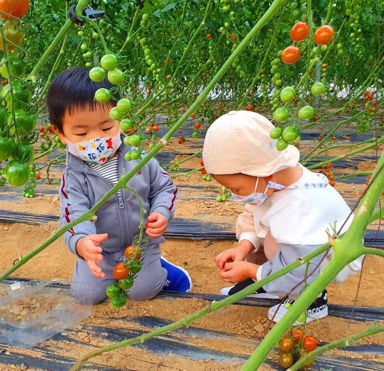 율봄식물원 딸기 수확 체험